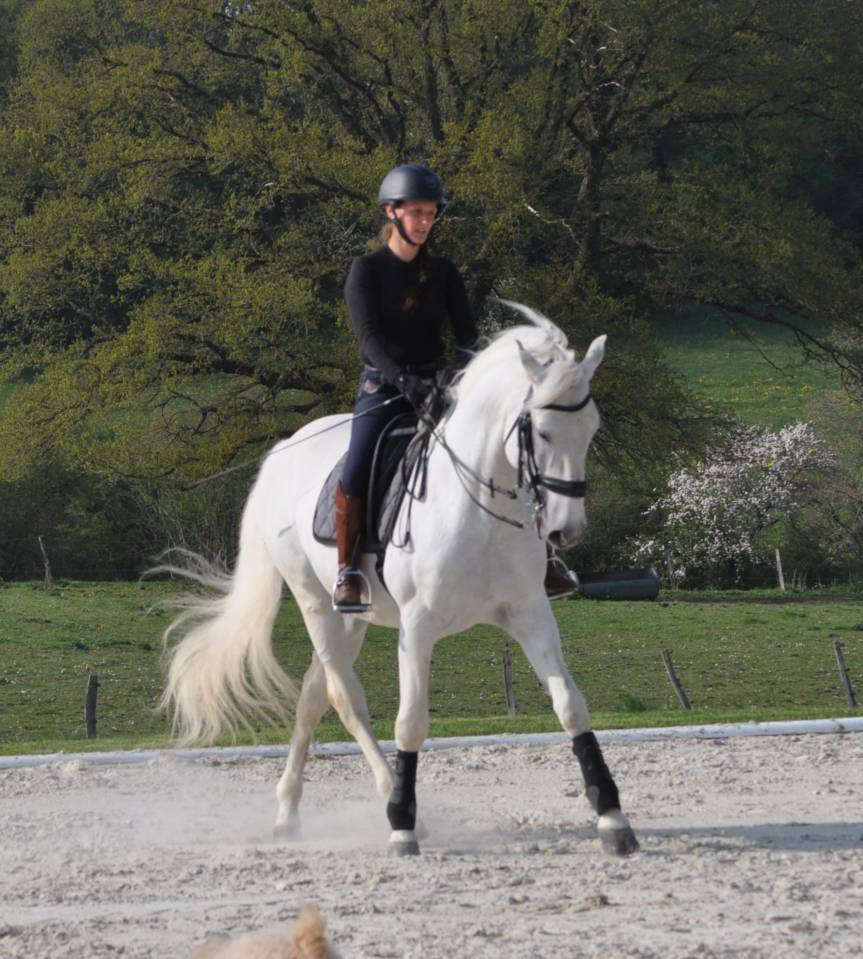 Cours particuliers de dressage classique 