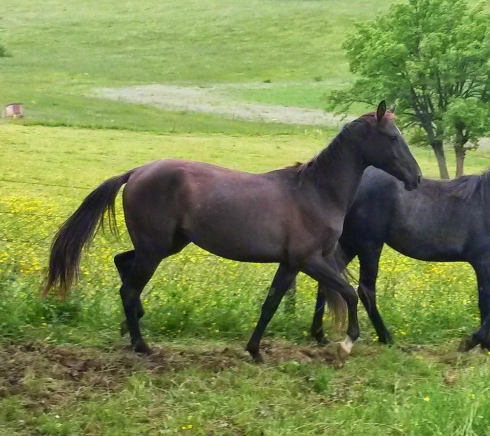 Ak Chalasyne, jument Akhal Teke de pur sang,