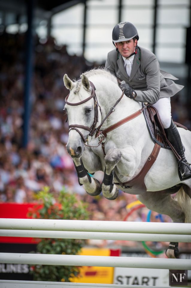 Convall -  gris - 1M72 - Holstein