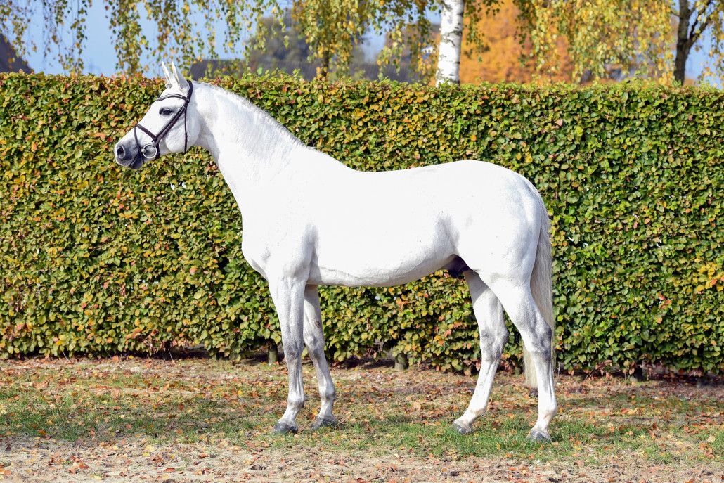 Convall -  gris - 1M72 - Holstein