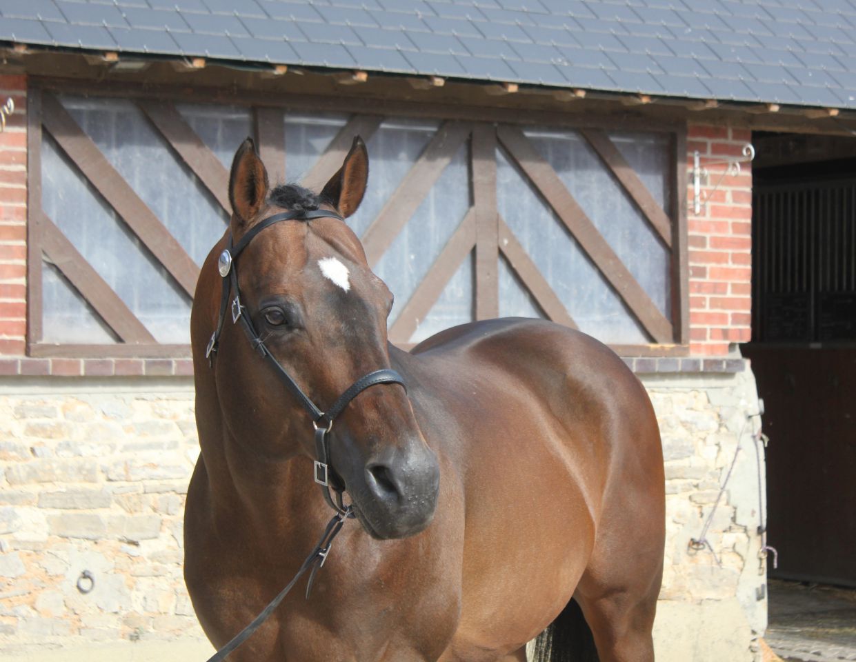 Saillies étalon PS Touch Down