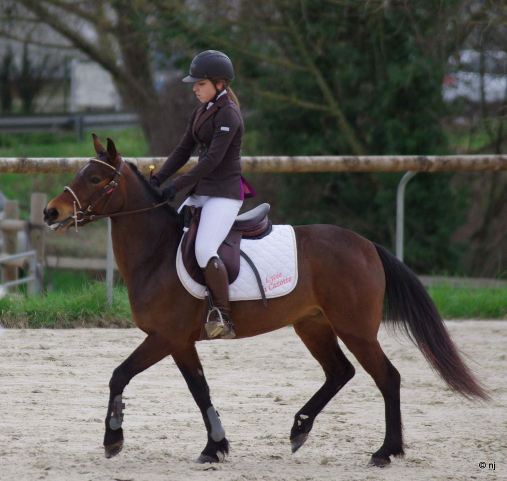 Bon potentiel sportif et excellentes origines