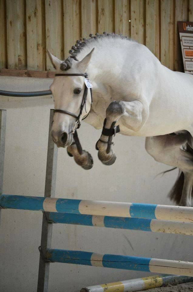 D'Albigeois de Baudémont - étalon connemara