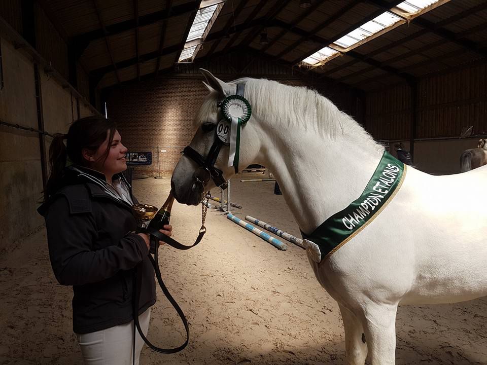 D'Albigeois de Baudémont - étalon connemara
