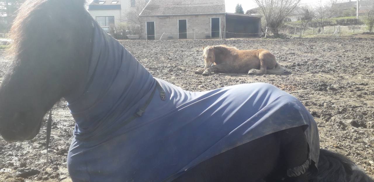 Box ouvert pour hongre libre