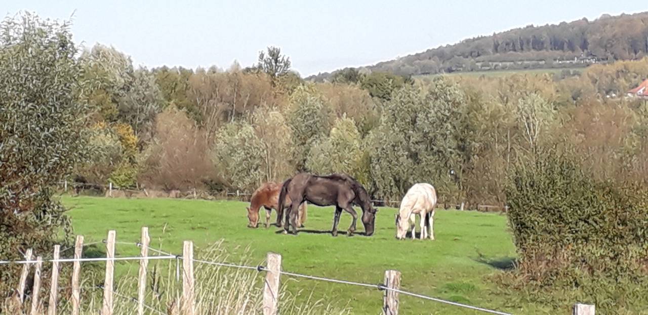 Box ouvert pour hongre libre