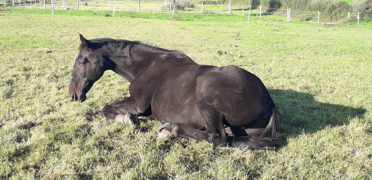 Box ouvert pour hongre libre