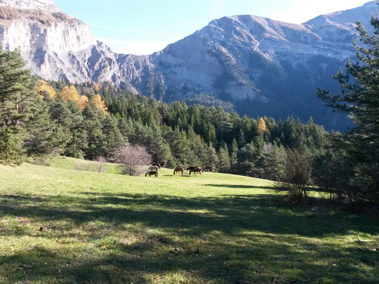 un &eacute;levage Bio selon la philosophie du Cheval Originel