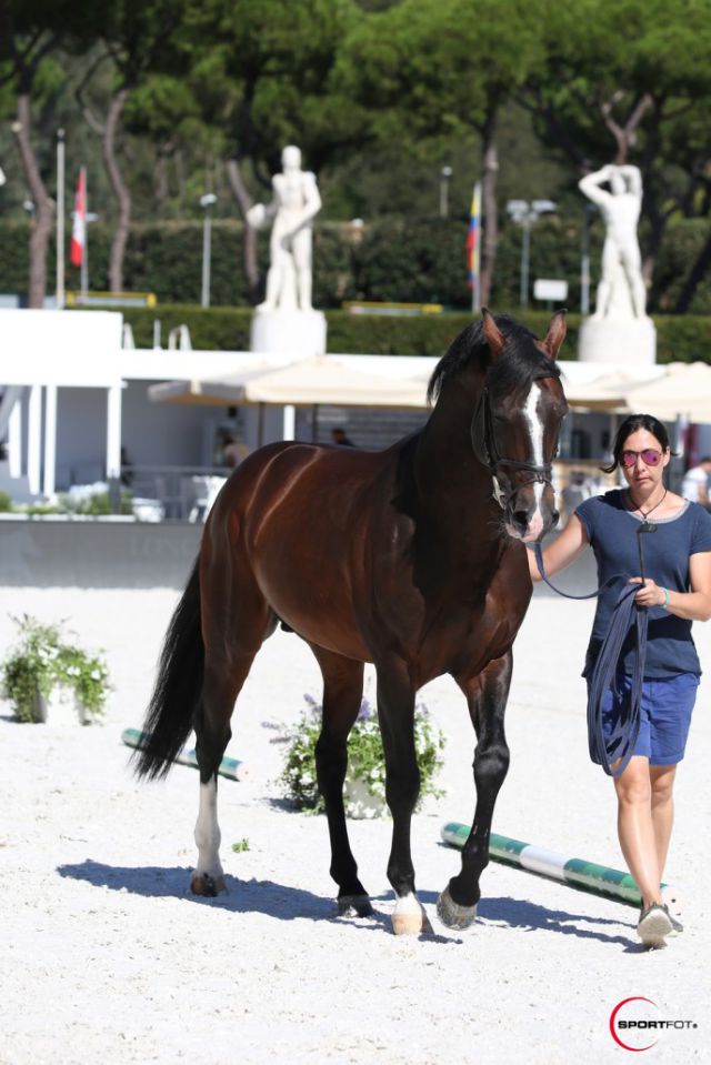 Casall - Holstein - 1999 - bai - 167cm