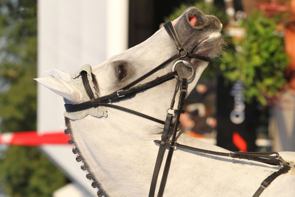 Cornet's Stern - Westphalien - 2003 - Gris - 170cm