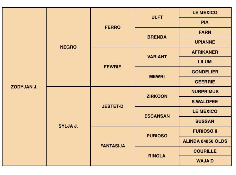 Zodjan J  - 2004 -  178cm