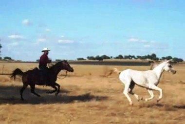 NIGAS DE NAUTIAC - Arabe 2007 par NUREK DE NAUTIAC