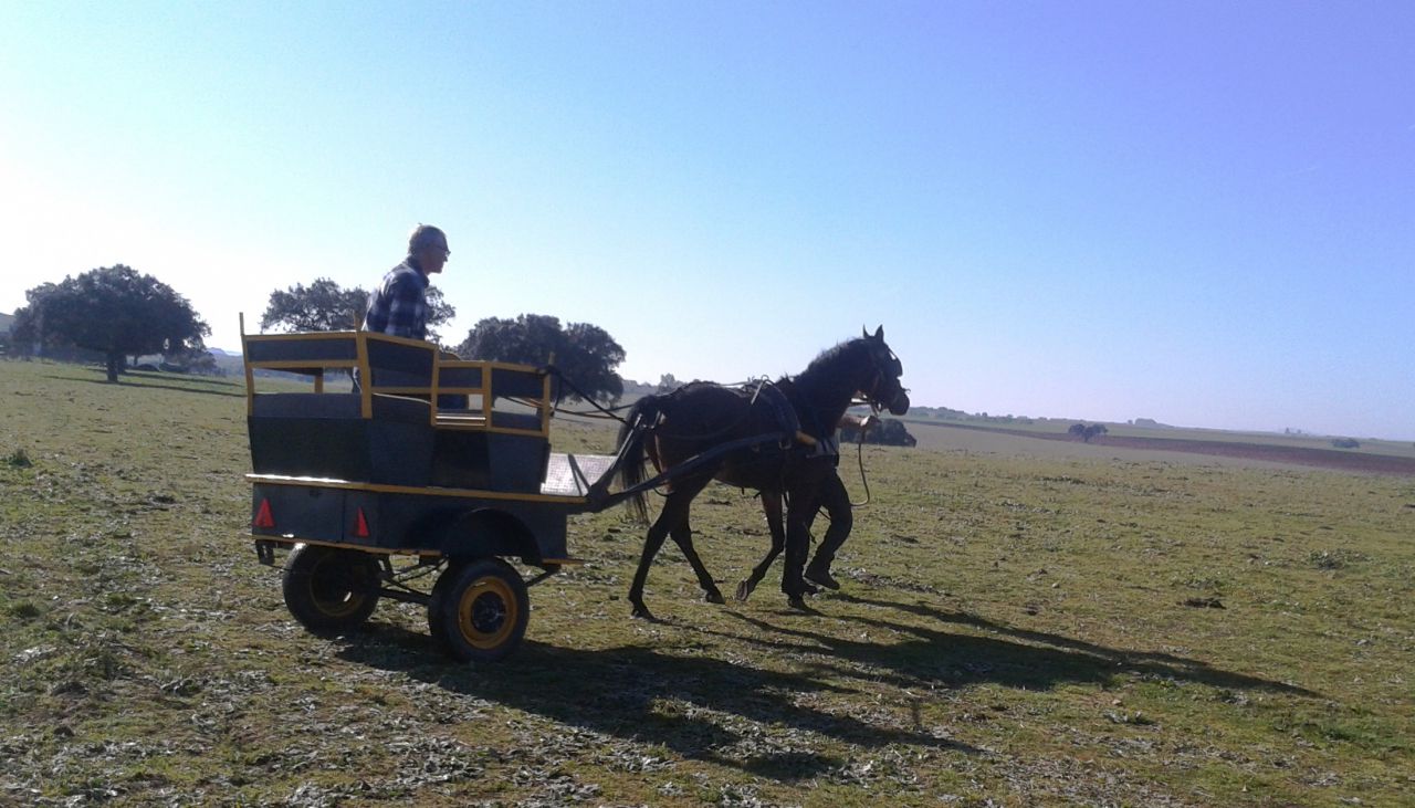 NIGAS DE NAUTIAC - Arabe 2007 par NUREK DE NAUTIAC