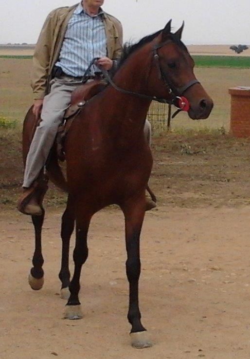 NIGAS DE NAUTIAC - Arabe 2007 par NUREK DE NAUTIAC