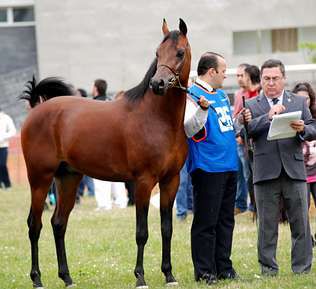 NIGAS DE NAUTIAC - Arabe 2007 par NUREK DE NAUTIAC