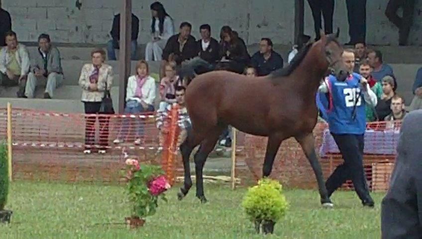 NIGAS DE NAUTIAC - Arabe 2007 par NUREK DE NAUTIAC