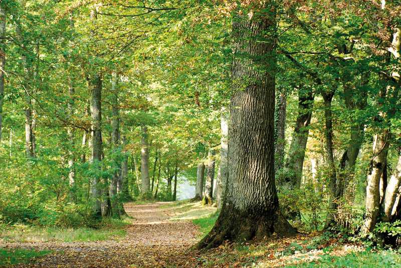 balade randonn&eacute;e &agrave; cheval 