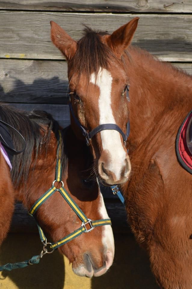 balade randonn&eacute;e &agrave; cheval 
