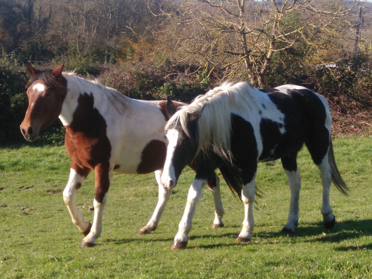 balade randonn&eacute;e &agrave; cheval 