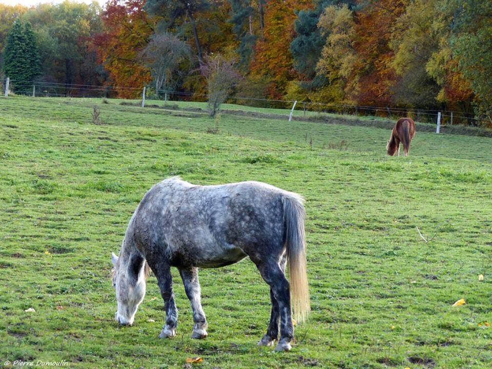 Pension Boxe / Stabulation - Région Aywaille