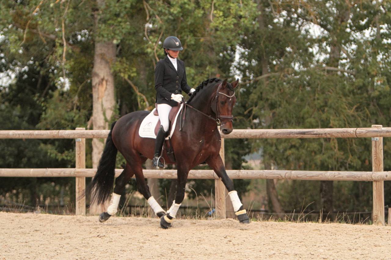 Etalon Pure Race Espagnole disponible à la saillie