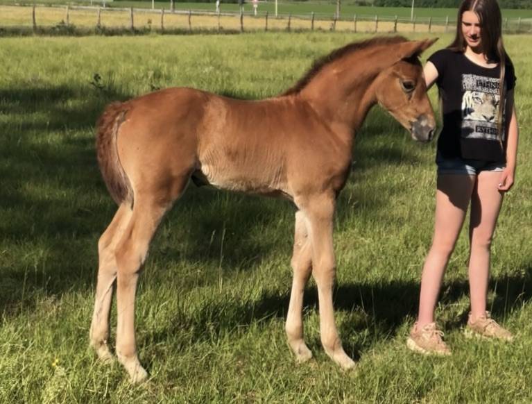 Elevage de Chevaux Selle Français foals à 4 ans