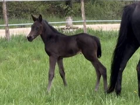 Elevage de Chevaux Selle Français foals à 4 ans