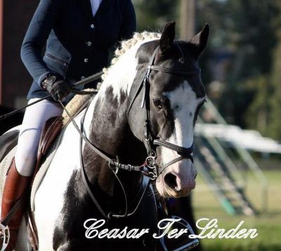 Etalons agréés Frisons et Barock Pinto en IA 2025