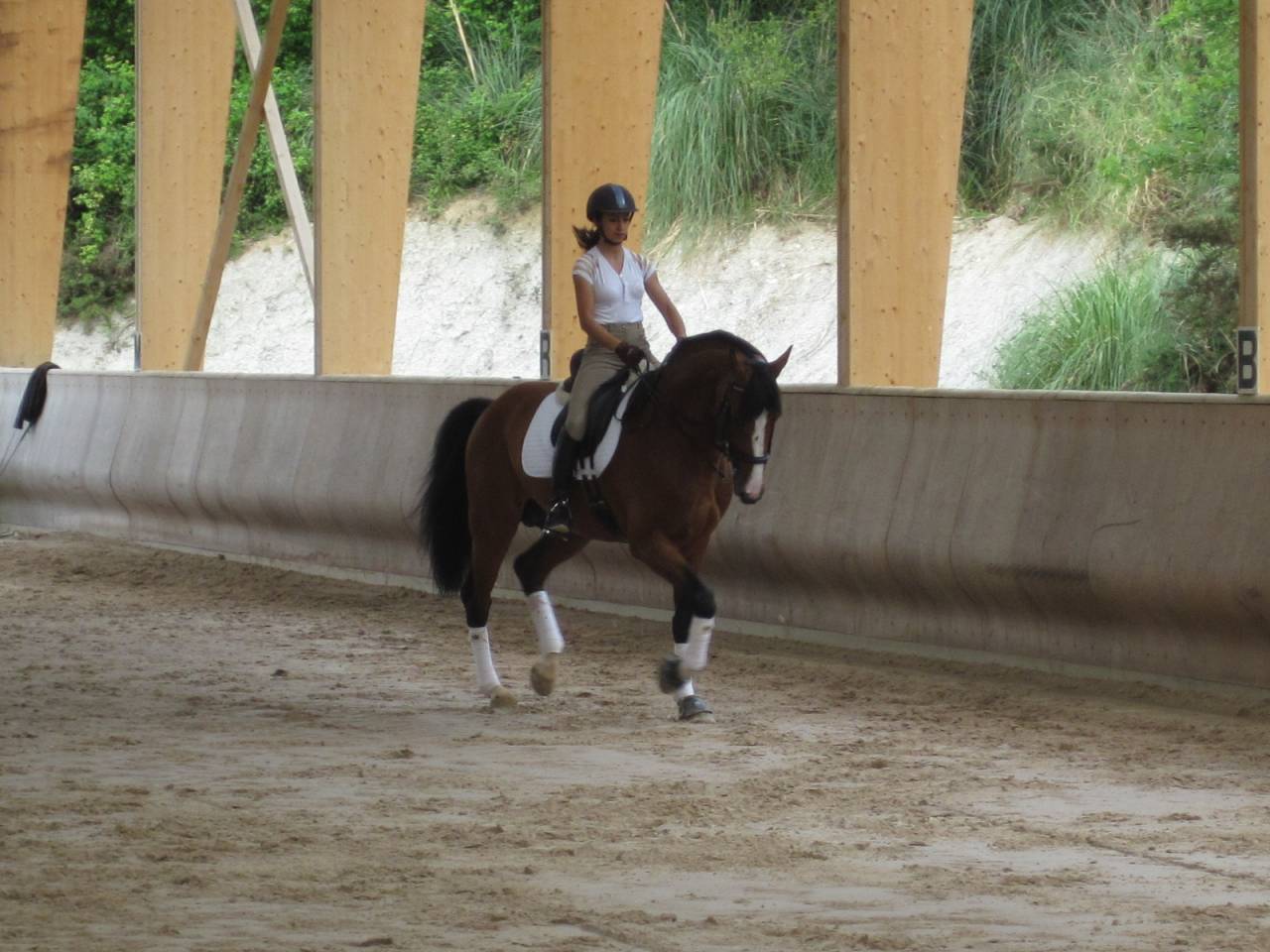 Saillies IAC Don Quichot BWP par Quite Easy & Reina Z