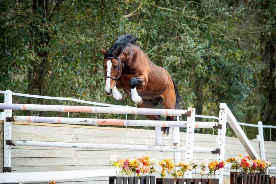 Saillies IAC Don Quichot BWP par Quite Easy & Reina Z