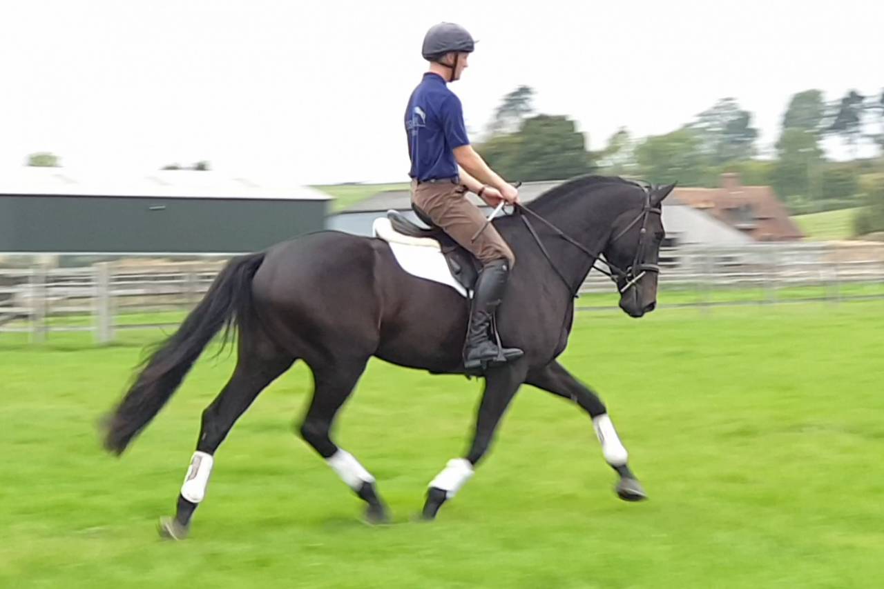 Hongre AES Anglo European Studbook A vendre 2016 Bai brun par Lynwood Constitution