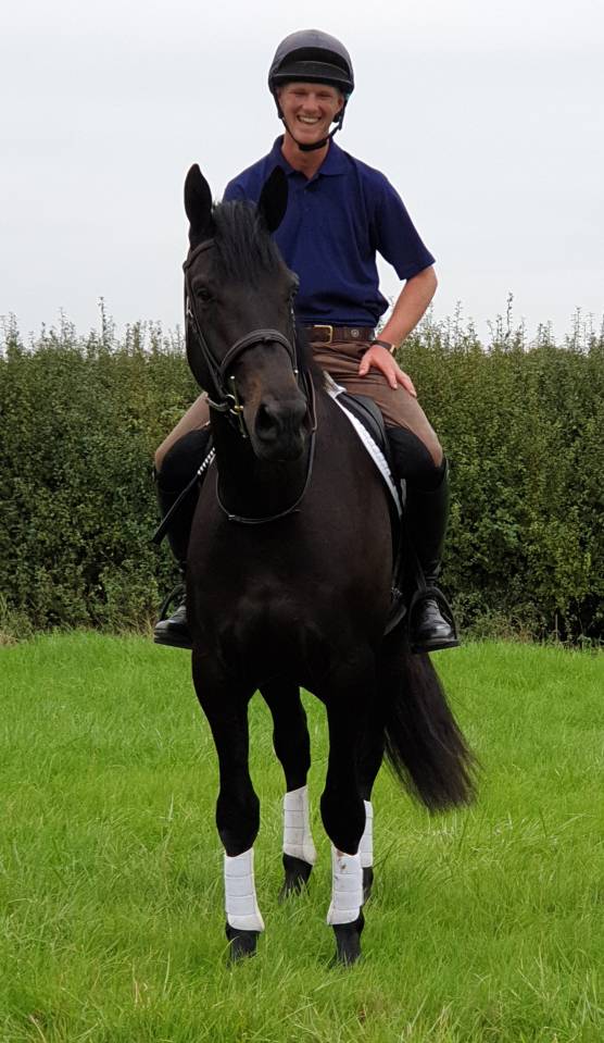 Hongre AES Anglo European Studbook A vendre 2016 Bai brun par Lynwood Constitution