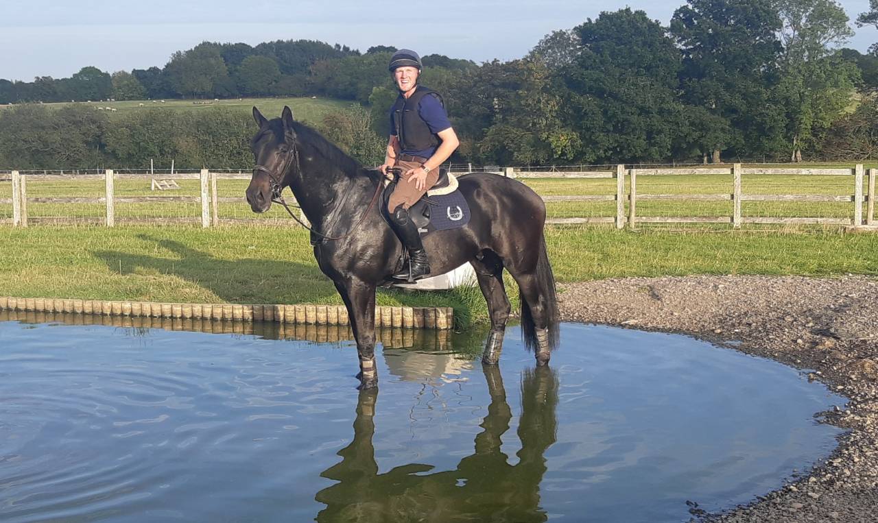 Hongre AES Anglo European Studbook A vendre 2016 Bai brun par Lynwood Constitution