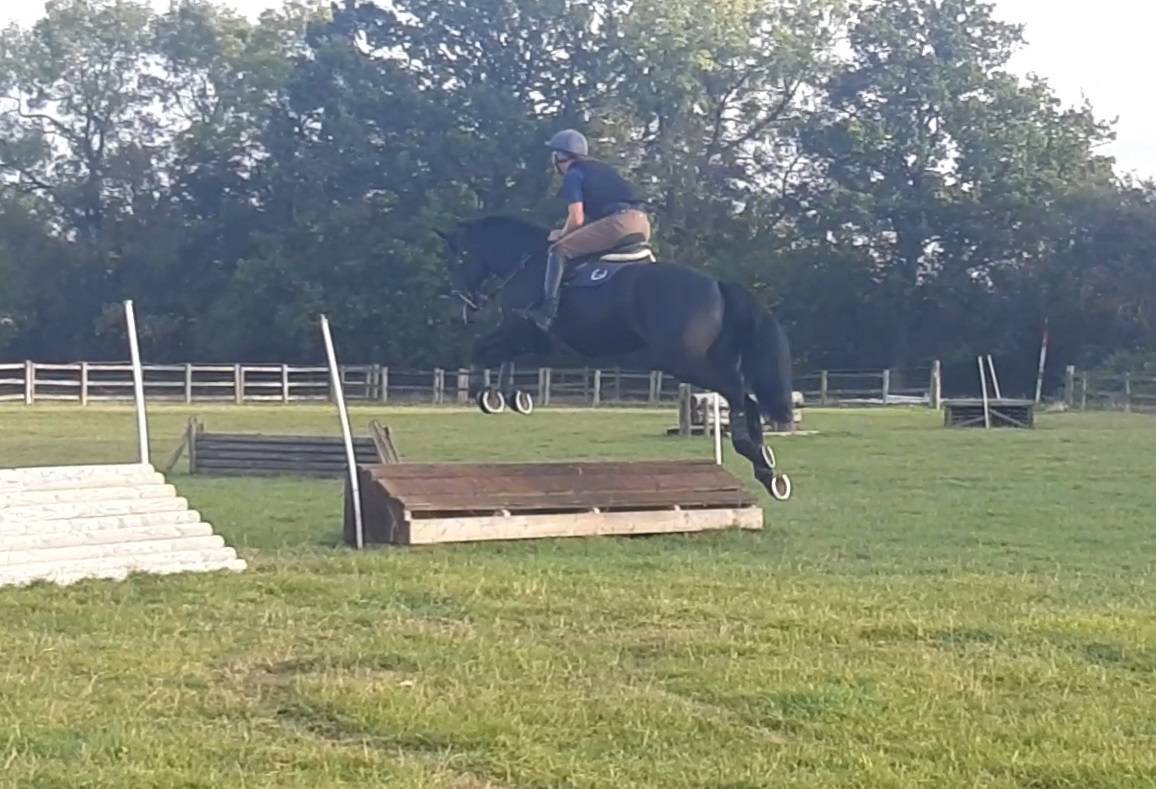 Hongre AES Anglo European Studbook A vendre 2016 Bai brun par Lynwood Constitution