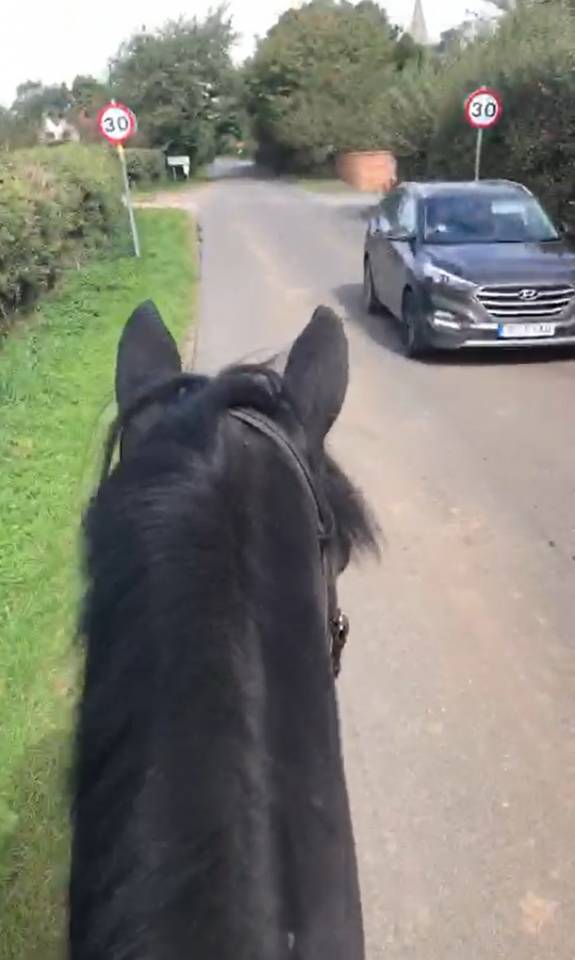 Hongre AES Anglo European Studbook A vendre 2016 Bai brun par Lynwood Constitution