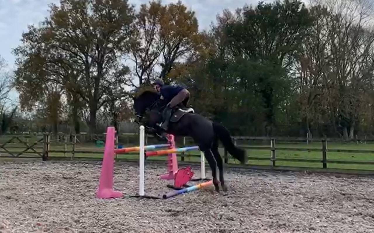 Hongre AES Anglo European Studbook A vendre 2016 Bai brun par Lynwood Constitution