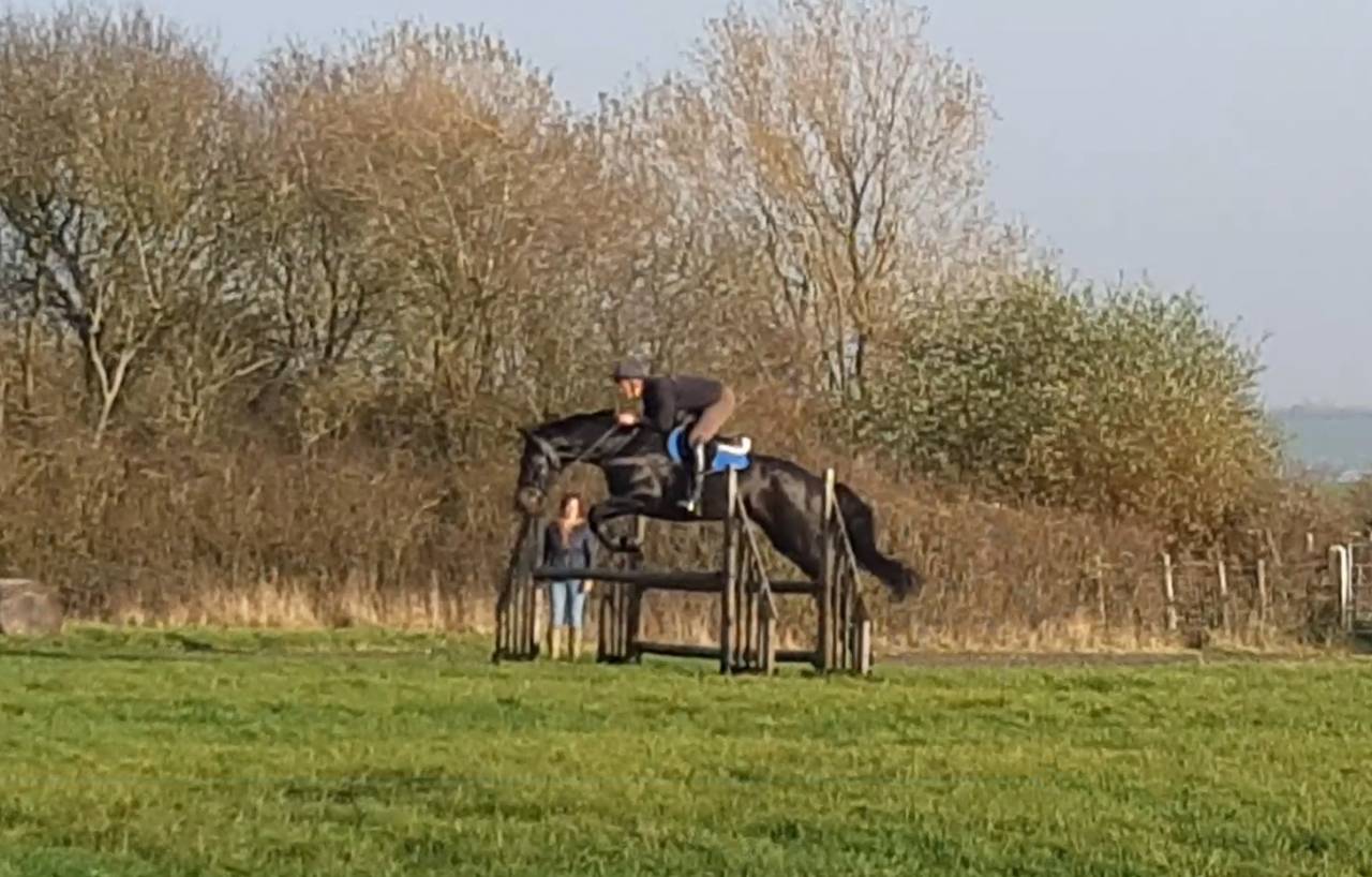 Hongre AES Anglo European Studbook A vendre 2016 Bai brun par Lynwood Constitution