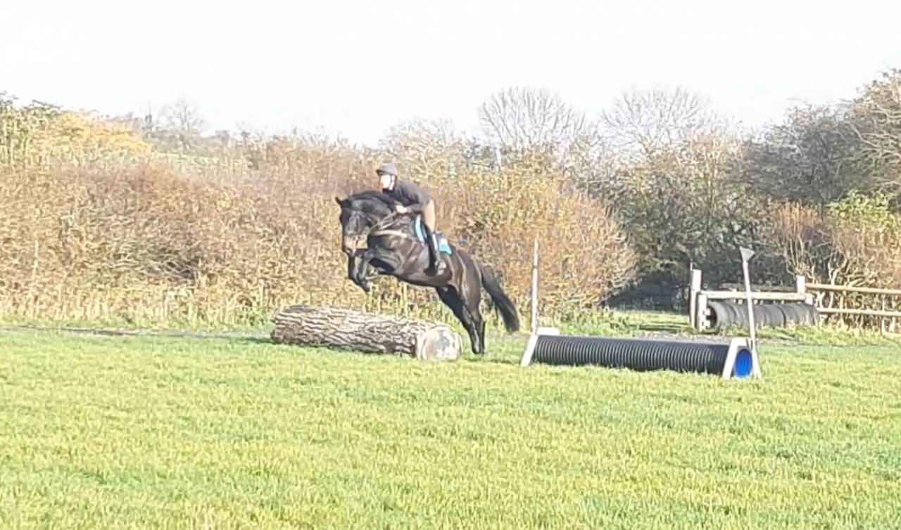 Hongre AES Anglo European Studbook A vendre 2016 Bai brun par Lynwood Constitution