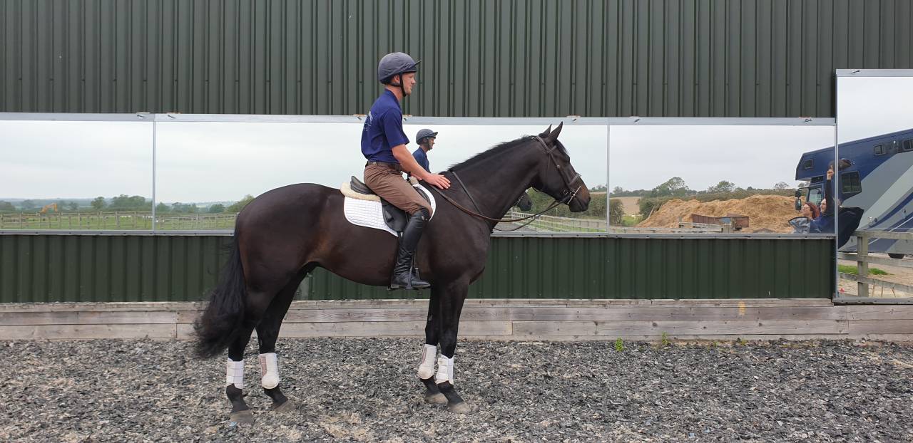 Hongre AES Anglo European Studbook A vendre 2016 Bai brun par Lynwood Constitution