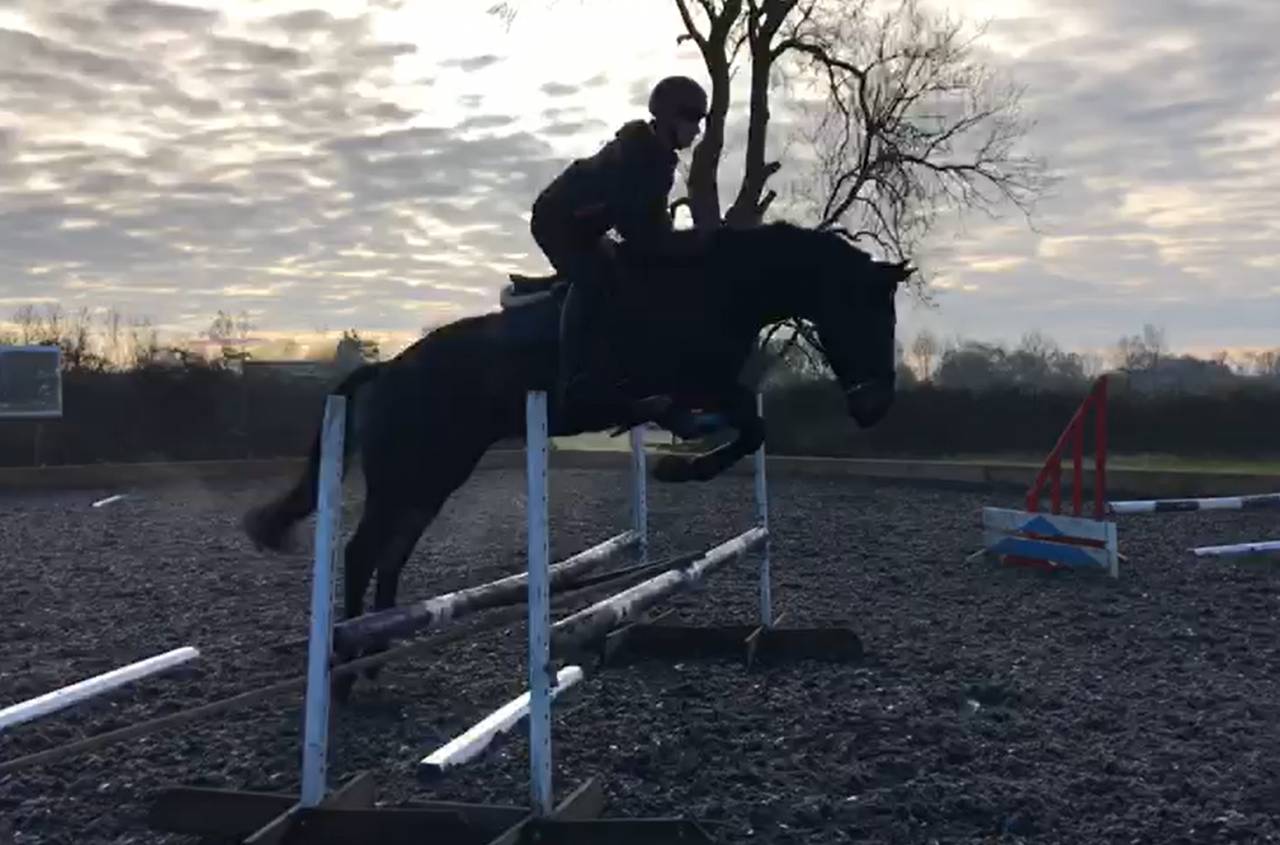 Hongre AES Anglo European Studbook A vendre 2016 Bai brun par Lynwood Constitution