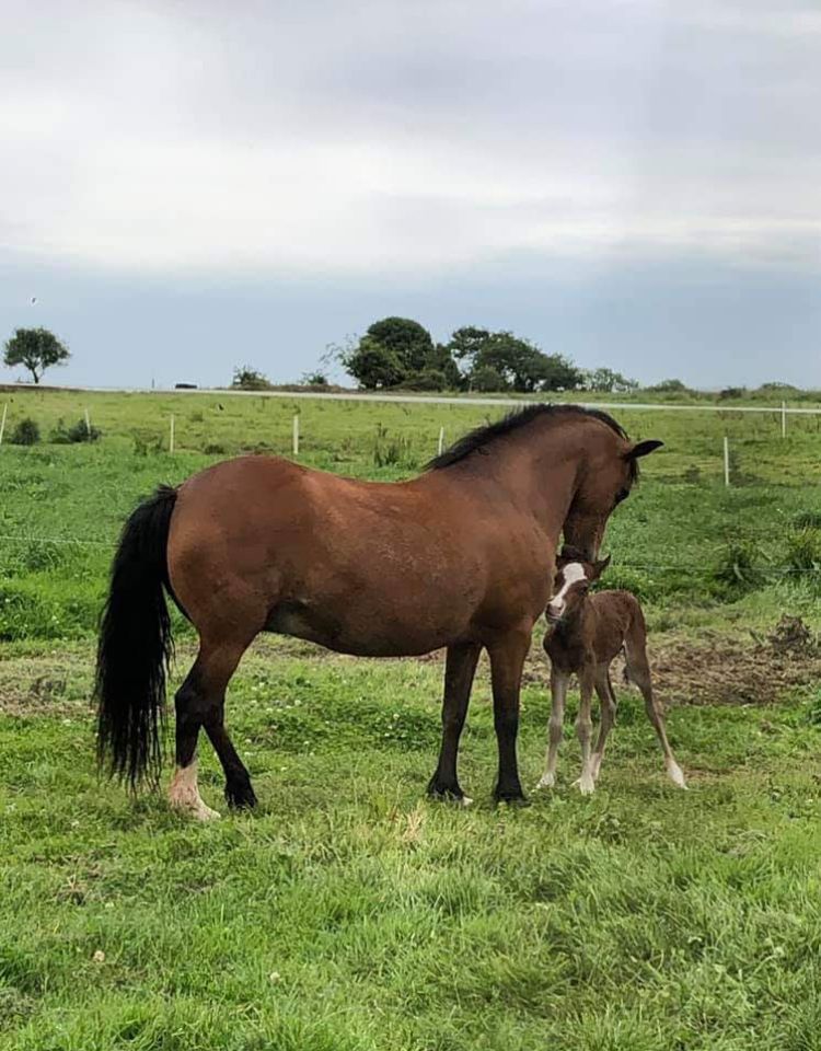 Poulinière suitée NF
