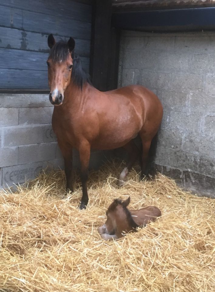 Poulinière suitée NF
