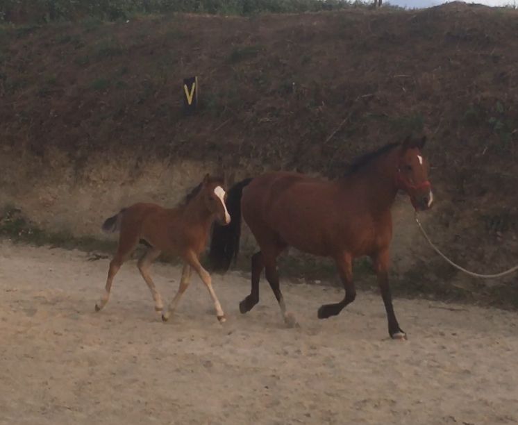 Poulinière suitée NF