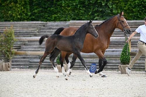 Très belle pouliche 