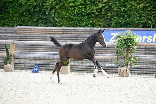 Très belle pouliche 