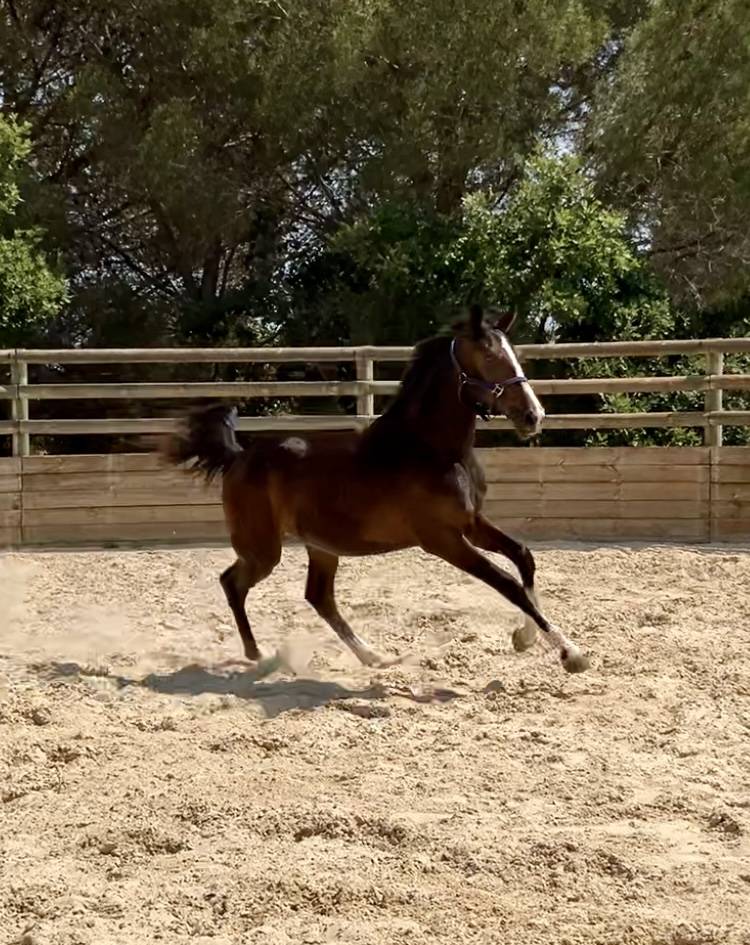 Très belle pouliche 