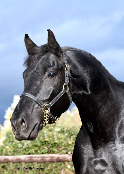 Magnifique Diamant noir SFO Champion de France 7 ans ! 
