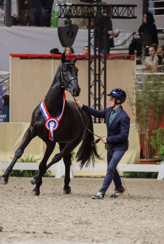Magnifique Diamant noir SFO Champion de France 7 ans ! 