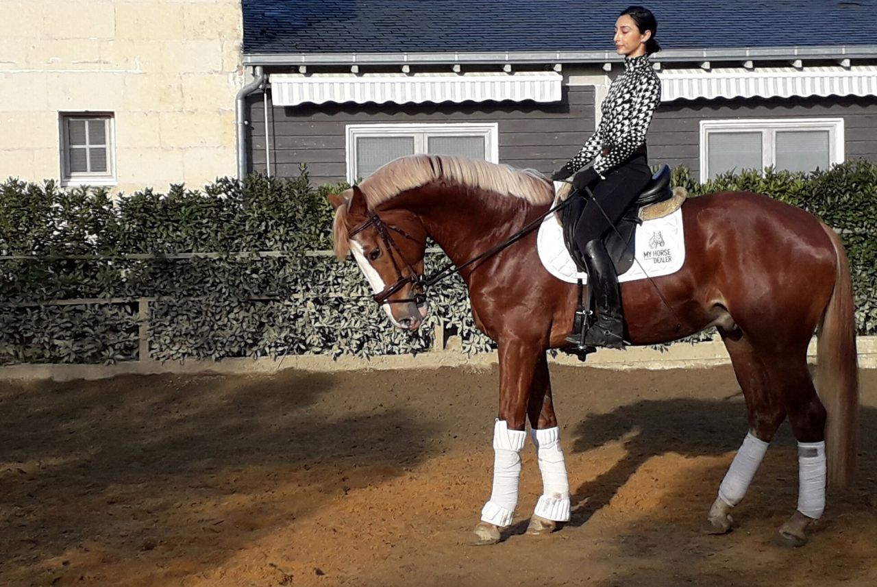 Saillies IAC Etalon approuvé Selle Francais crin lavés 