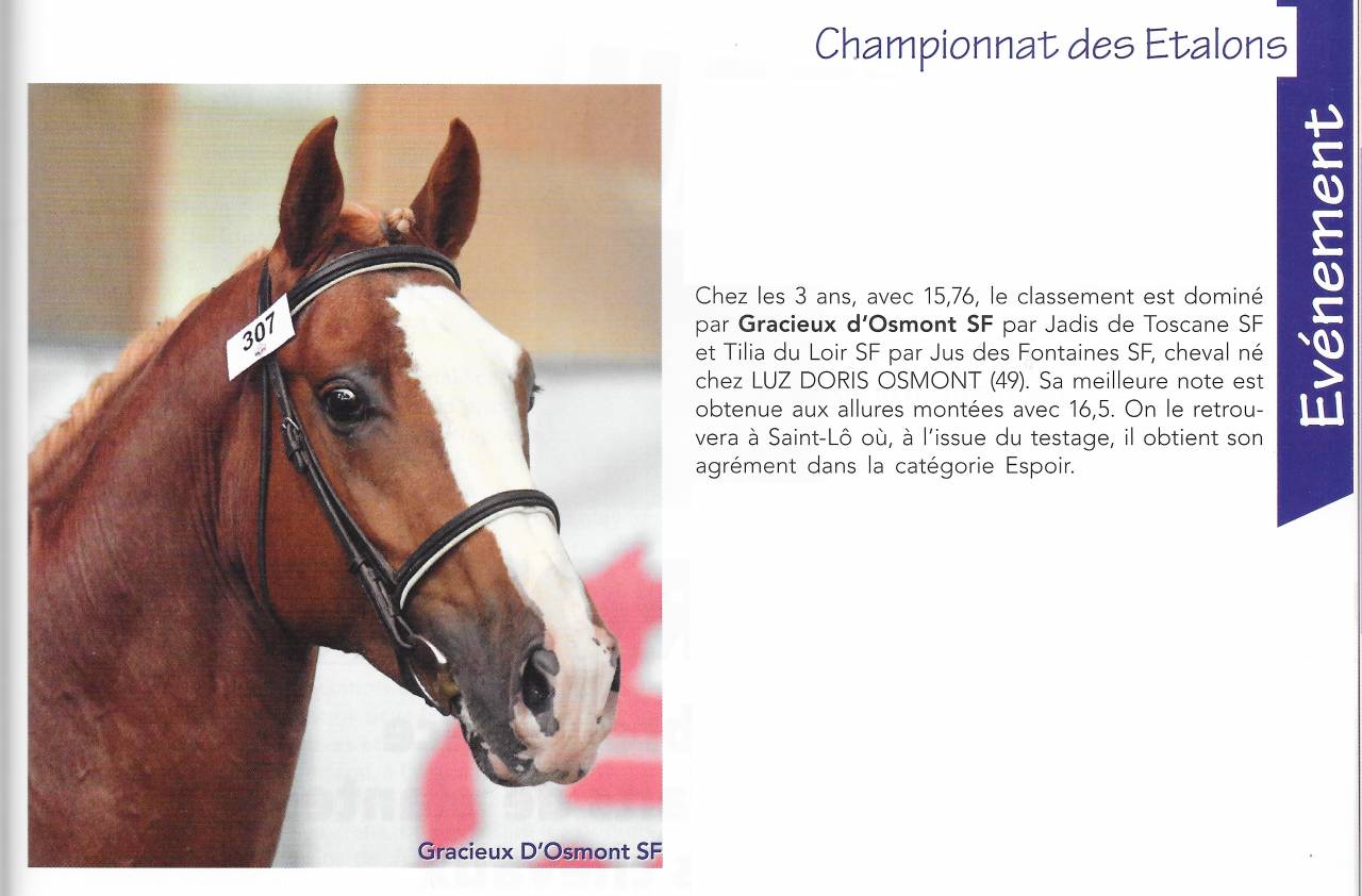 Saillies IAC Etalon approuvé Selle Francais crin lavés 